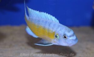 Labeotropheus fuelleborni 'Hora Mhango'